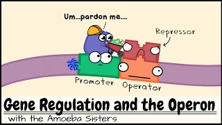 Gene Regulation and the Operon [upl. by Atiuqrahs]