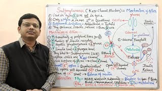 Diabetes Mellitus Part10 Mechanism of Action of Sulfonylurease  Antidiabetic Drugs  Diabetes [upl. by Salohcim389]