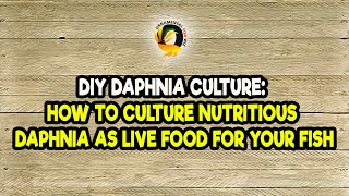 DIY Daphnia Culture How to Culture Nutritious Daphnia as Live Food for Your Fish [upl. by Otrepur366]