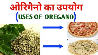 OREGANO  ओरिगैनो  IN HINDI  USES AND HEALTH BENEFITS by JATIN NAGI EDU PILLAR [upl. by Reel]