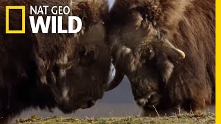 A Muskox FaceOff  Polar World [upl. by Marita190]