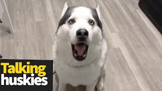 Hilarious Talking Huskies Compilation  Huskies are Awesome [upl. by Pendleton]