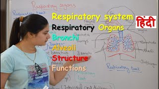 Respiratory system anatomy amp physiology in hindi  Organs  structure  functions [upl. by Warenne]