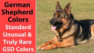 German Shepherd Colors Standard Unusual amp Truly Rare GSD Colors [upl. by Theis]