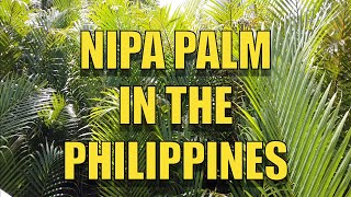 NIPA PALM IN THE PHILIPPINES [upl. by Jacinthe]