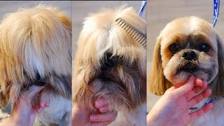 How to Groom a Shih Tzu Head  Step by Step [upl. by Allehc]