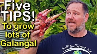 5 Tips How to Grow a Ton of Galangal in Container or Garden Bed [upl. by Fishbein]