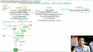 miRNA vs siRNA vs shRNA  the difference [upl. by Sibylle364]