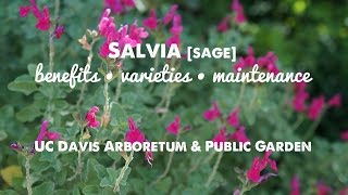 They LOOK and SMELL GREAT Salvia sage Benefits Varieties amp Maintenance [upl. by Amii326]