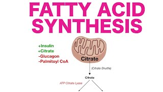 Fatty Acid Synthesis [upl. by Nnylirak533]