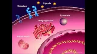 Introduction to Cancer Biology Part 1 Abnormal Signal Transduction [upl. by Animar975]