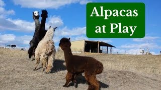 Alpacas at Play [upl. by Hsihsa]