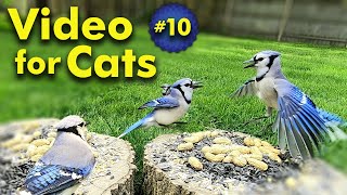 TV for Cats  Backyard Bird and Squirrel Watching  Video 10 [upl. by Leda]