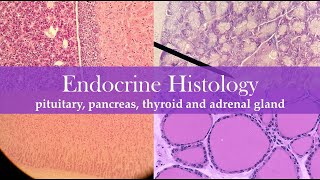 Endocrine histology [upl. by Asimaj]