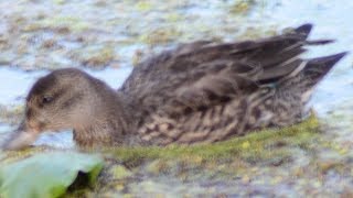 Greenwinged Teal Call [upl. by Eeleimaj]