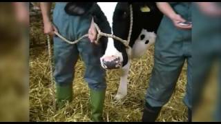 Cattle restraint methods [upl. by Eelan]