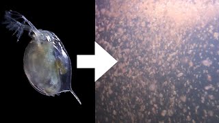 How I Culture Daphnia [upl. by Htrag]