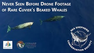 Never before seen drone footage of Cuviers Beaked Whales [upl. by Dasi]