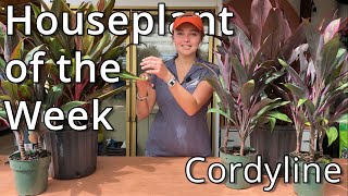 Cordyline  Houseplant of the week [upl. by Adnirol]