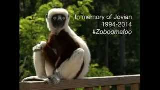 A Lemur Legend  Jovian aka Zoboomafoo passes away at Duke Lemur Center [upl. by Reisch339]