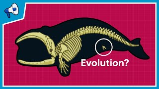 What is the Evidence for Evolution [upl. by Auhsuoj607]