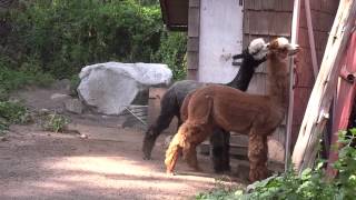 Crazy Alpaca Fight [upl. by Berthold590]