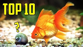 Top 10 Goldfish Tank Mates You Should Try [upl. by Deeann]