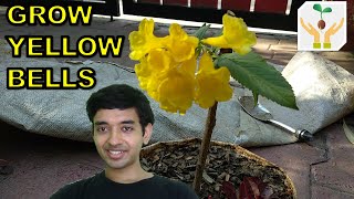 How to Grow Yellow Bells  Tecoma Stans from Cutting [upl. by Zach]