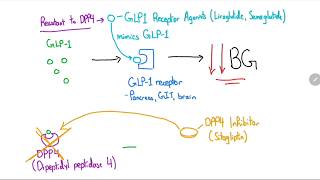 GLP1 Receptor Agonists and DPP4 Inhibitors Explained in 4 Minutes [upl. by Fillbert759]