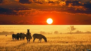 The Beauty of Africa  landscapes and wildlife [upl. by Dorfman760]