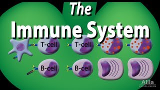 Antigens and Antibodies [upl. by Olim]