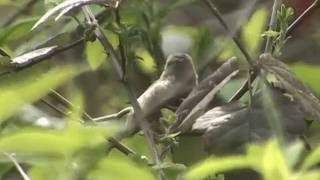 Rubycrowned Kinglet [upl. by Michael]