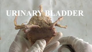 URINARY BLADDER DEMONSTRATION ANATOMY [upl. by Thema]