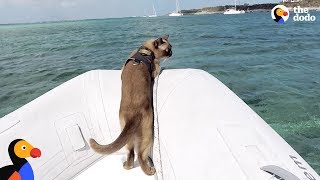 Cat Who Lives On A Boat Loves Visiting New Places  MISS RIGBY  The Dodo [upl. by Retxab848]