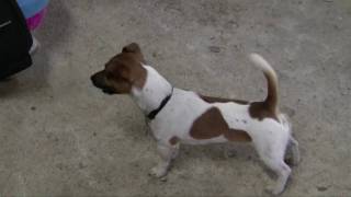 Jack Russell Terrier in fox training [upl. by Max545]