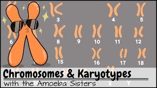 Chromosomes and Karyotypes [upl. by Dorothy]