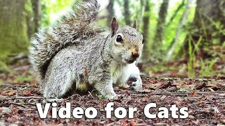 Cat TV  Squirrels and Woodland Birds Spectacular [upl. by Bokaj204]