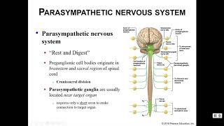 Sympathetic vs Parasympathetic Nervous Systems [upl. by Marigolda]