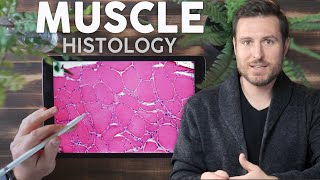 Muscle Histology Explained for Beginners  Corporis [upl. by Elayor]