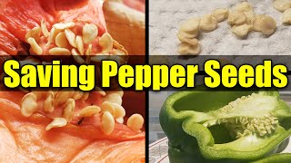 How To Save Pepper Seeds  Garden Quickie Episode 18 [upl. by Mcdermott]