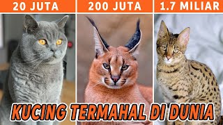 FANTASTIS Ini Dia 10 Jenis Kucing Termahal di Dunia Ada yang Harganya Setara Rumah [upl. by Ritz]