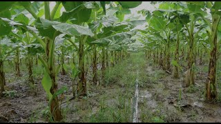 banana plantation techniques  banana field overview [upl. by Elenaj]