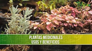 Plantas Medicinales Usos y Beneficios  TvAgro por Juan Gonzalo Angel Restrepo [upl. by Arrait183]