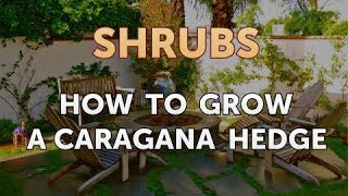 How to Grow a Caragana Hedge [upl. by Evers]