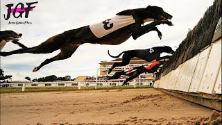 Greyhound Champion Hurdle Racing [upl. by Akinehc271]