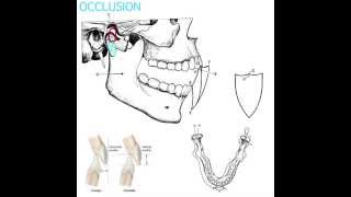 Occlusion Part 1 [upl. by Notserp530]