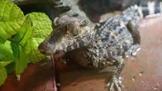 Dwarf Caiman Update  getting BIG [upl. by Adnohsel907]