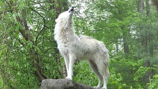 What 30 Wolves Howling Sounds Like [upl. by Krasnoff830]