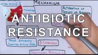 Antibiotic Resistance  Evolution Genetics Microbiology [upl. by Rednijar]