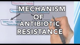 Mechanism of Antibiotic Resistance [upl. by Gariepy]